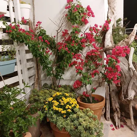 Mandorleolio Bed & Breakfast