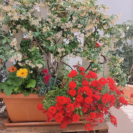 Mandorleolio Bed & Breakfast Polignano a Mare